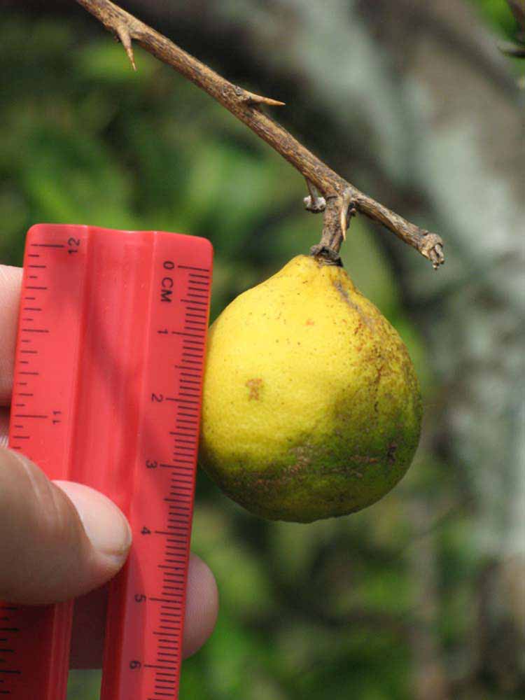            Fruit (Winter Haven, FL)   